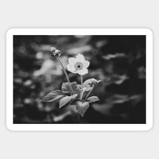 Black and White Japanese Anemone Flower Sticker